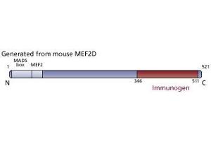 Image no. 1 for anti-Myocyte Enhancer Factor 2D (MEF2D) (AA 346-511) antibody (ABIN968170) (MEF2D anticorps  (AA 346-511))