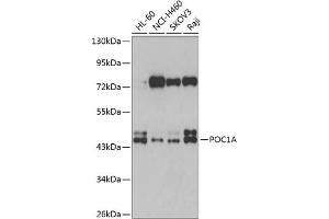 Western blot analysis of extracts of various cell lines, using POC1A antibody (ABIN6133068, ABIN6145865, ABIN6145867 and ABIN6223351) at 1:1000 dilution. (POC1A anticorps  (AA 138-407))
