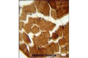PREPL Antibody (C-term) (ABIN651755 and ABIN2840389) immunohistochemistry analysis in formalin fixed and paraffin embedded human skeletal muscle followed by peroxidase conjugation of the secondary antibody and DAB staining.