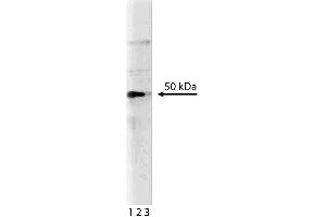 Western blot analysis of Pax-5 on mouse spleen lysate. (PAX5 anticorps  (AA 151-306))
