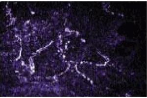 Immunofluorescence staining of L6 cells (rat skeletal muscle myoblasts, ATCC CRL-1458).