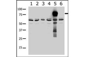 Western blot analysis of PAK7 polyclonal antibody  in lysates from transiently transfected COS-7 cells. (PAK7 anticorps  (AA 183-198))