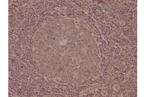 IHC image of ABIN7139747 diluted at 1:100 and staining in paraffin-embedded human tonsil tissue performed on a Leica BondTM system. (CELSR1 anticorps  (AA 345-363))