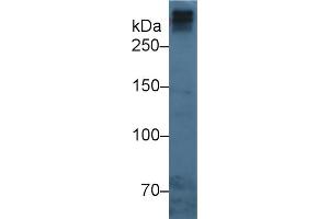 Western Blot; Sample: Human Serum; Primary Ab: 3µg/ml Mouse Anti-Human APOB Antibody Second Ab: 0. (APOB anticorps  (AA 3365-3548))