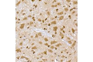 Immunohistochemistry of paraffin-embedded mouse brain using PPCS Rabbit mAb (ABIN7269360) at dilution of 1:25 (40x lens). (PPCS anticorps)