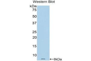 Western Blotting (WB) image for anti-Metallothionein 2 (MT2) (AA 1-62) antibody (ABIN1859895)