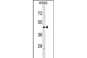 ACTL6A Antibody (N-term) (ABIN1538810 and ABIN2848654) western blot analysis in K562 cell line lysates (35 μg/lane). (BAF53A anticorps  (N-Term))