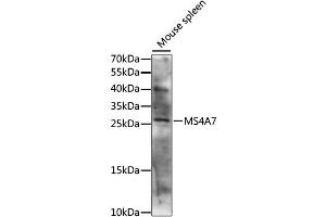 Western blot analysis of extracts of mouse spleen, using MS4A7 antibody (ABIN6292738) at 1:1000 dilution. (MS4A7 anticorps)