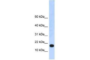 LOC115648 antibody used at 0. (LOC115648 (LOC115648) (Middle Region) anticorps)