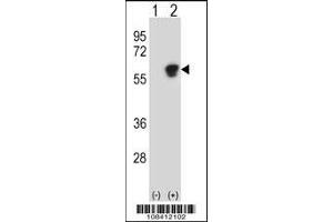 Western blot analysis of NAP1L1 using rabbit polyclonal NAP1L1 Antibody using 293 cell lysates (2 ug/lane) either nontransfected (Lane 1) or transiently transfected (Lane 2) with the NAP1L1 gene.