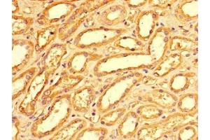 Immunohistochemistry of paraffin-embedded human kidney tissue using ABIN7163088 at dilution of 1:100 (NOXA anticorps  (AA 1-136))