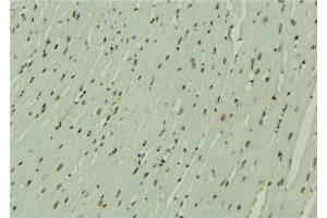 ABIN6272491 at 1/100 staining Mouse muscle tissue by IHC-P. (ZNHIT1 anticorps  (Internal Region))