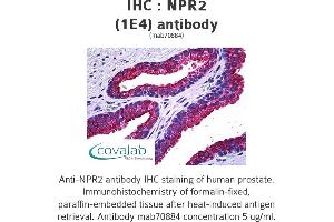 Image no. 1 for anti-Natriuretic Peptide Receptor B/guanylate Cyclase B (Atrionatriuretic Peptide Receptor B) (NPR2) (AA 131-231) antibody (ABIN1723733) (NPR2 anticorps  (AA 131-231))