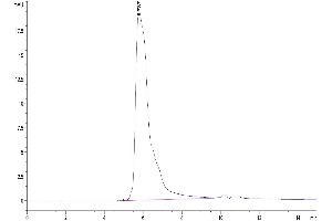 The purity of Human CD27 Ligand is greater than 95 % as determined by SEC-HPLC.