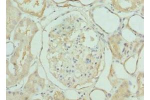 Immunohistochemistry of paraffin-embedded human kidney tissue using ABIN7158340 at dilution of 1:100