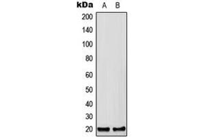 Western blot analysis of CFC1B expression in HEK293T (A), Raw264. (CFC1B anticorps  (C-Term))