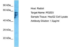 Host: Rabbit Target Name: PDZD3 Sample Type: HepG2 Whole Cell lysates Antibody Dilution: 1. (PDZD3 anticorps  (C-Term))