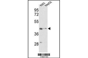Western blot analysis of ACTG1 Antibody in K562, HepG2 cell line lysates (35ug/lane) (Actin, gamma 1 anticorps  (AA 188-215))