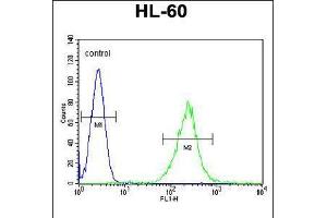 Flow cytometric analysis of HL-60 cells (right histogram) compared to a negative control cell (left histogram). (ECAT1 anticorps  (N-Term))