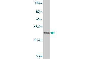 Western Blot detection against Immunogen (37. (POU6F1 anticorps  (AA 193-301))
