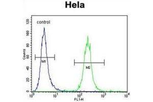 Flow cytometric analysis of Hela cells using IREB2 Antibody (Center) Cat. (IREB2 anticorps  (Middle Region))