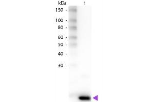 Western Blot of Rabbit anti-Human IL-9 Biotin Conjugated Antibody.