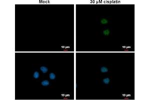 ICC/IF Image p21 Cip1 antibody detects p21 Cip1 protein at nucleus by immunofluorescent analysis. (p21 anticorps)