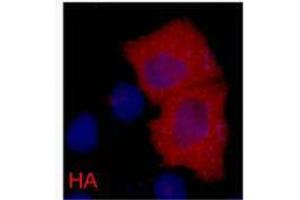 Immunofluorescence (IF) analysis of 293 cells transfected with a HA-tag protein,1:2000 dilution (blue DAPI, red anti-HA) (HA-Tag anticorps)