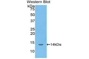 Western Blotting (WB) image for anti-Inhibin, beta B (INHBB) (AA 297-411) antibody (ABIN1078192)
