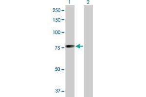 Western Blot analysis of MGRN1 expression in transfected 293T cell line by MGRN1 MaxPab polyclonal antibody. (Mahogunin RING Finger Protein 1 anticorps  (AA 1-576))