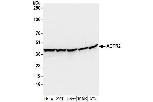 Western Blotting (WB) image for anti-Actin-Related Protein 2 (ACTR2) (AA 25-75) antibody (ABIN7453417)