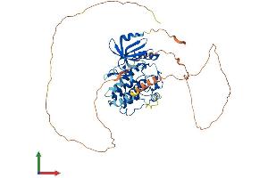 AlphaFold protein structure predicition of Mouse Recombinant Camkv Protein, UniprotID Q3UHL1