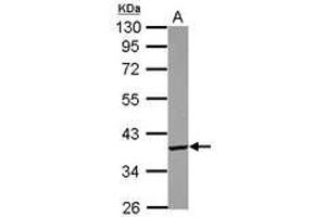 Image no. 1 for anti-PDLIM1 Interacting Kinase 1 Like (PDIK1L) (AA 72-308) antibody (ABIN1500112) (PDIK1L anticorps  (AA 72-308))