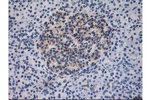 Immunohistochemical staining of paraffin-embedded Human pancreas tissue using anti-DLD mouse monoclonal antibody. (DLD anticorps)