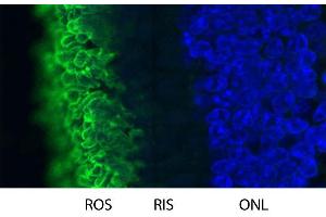 Blot of bovine retinal extracts probed with ABIN1580458. (Rhodopsin anticorps)