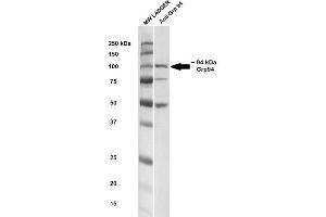 Western blot analysis of Rat brain cell lysates showing detection of ~ 94-100 kDa GRP94 protein using Rabbit Anti-GRP94 Polyclonal Antibody (ABIN1686652 and ABIN1686653).