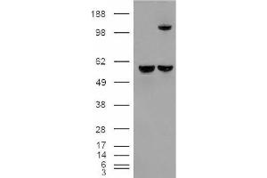 Image no. 2 for anti-Insulin-Degrading Enzyme (IDE) (Internal Region) antibody (ABIN375106) (IDE anticorps  (Internal Region))