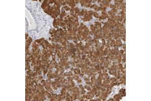 Immunohistochemical staining (Formalin-fixed paraffin-embedded sections) of human pancreas with THEM4 polyclonal antibody  shows strong cytoplasmic positivity in exocrine glandular cells. (THEM4 anticorps)