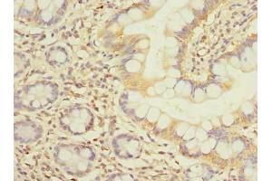 Immunohistochemistry of paraffin-embedded human small intestine tissue using ABIN7152386 at dilution of 1:100 (FCHSD2 anticorps  (AA 1-290))