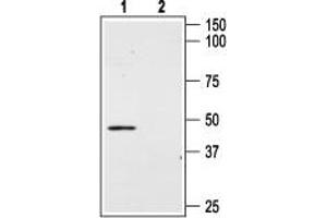 Western blot analysis of mouse MS1 endothelial cells: - 1.