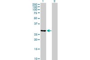 Western Blot analysis of TCEAL6 expression in transfected 293T cell line by TCEAL6 MaxPab polyclonal antibody. (TCEAL6 anticorps  (AA 1-200))
