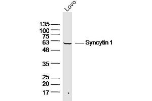 LOVO lysates probed with Syncytin 1 Polyclonal Antibody, Unconjugated  at 1:300 dilution and 4˚C overnight incubation. (Syncytin A (SYNA) (AA 451-538) anticorps)