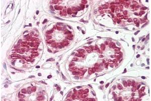 Image no. 2 for anti-Finkel-Biskis-Reilly Murine Sarcoma Virus (FBR-MuSV) Ubiquitously Expressed (FAU) (C-Term) antibody (ABIN6749758)