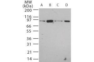 Image no. 1 for anti-Toll-Like Receptor 12 (Tlr12) (AA 700-800) antibody (ABIN208611) (TLR12 anticorps  (AA 700-800))