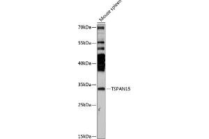 Western blot analysis of extracts of mouse spleen, using TSP antibody (ABIN7270785) at 1:3000 dilution. (Tetraspanin 15 anticorps  (AA 110-220))