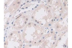 Detection of MIB2 in Human Kidney Tissue using Polyclonal Antibody to Mindbomb Homolog 2 (MIB2)