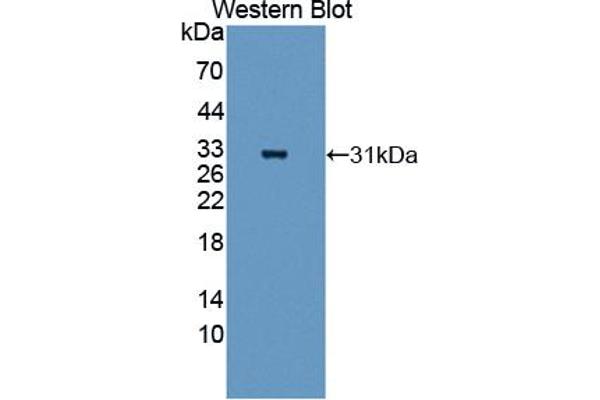 ANGPTL5 anticorps  (AA 141-383)