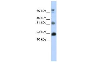 Western Blotting (WB) image for anti-BUD31 Homolog (BUD31) antibody (ABIN2458318) (BUD31 anticorps)