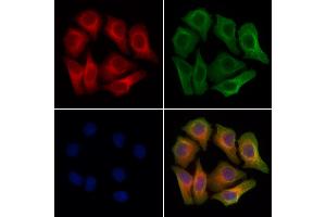 ABIN7094128 and ABIN7098172 staining Hela cells by IF/ICC.