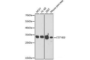 Western blot analysis of extracts of various cell lines using EEF1B2 Polyclonal Antibody at dilution of 1:1000. (EEF1B2 anticorps)